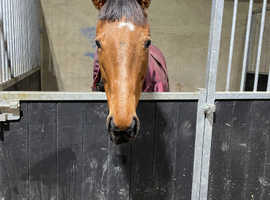 7 year old tb with tack