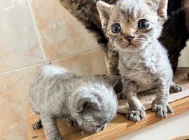 GCCF Registered Pedigree Devon Rex Kittens