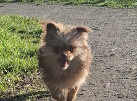 Pomeranian male 11 months old