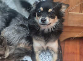 Chihuahua female for sale