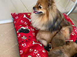 Beautiful colored Pomeranians
