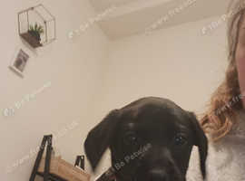 Long haired labrador outlet puppies for sale