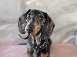 thumper for adoption