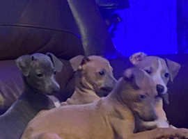 2 pure bred Italian greyhound puppy's for sale