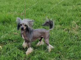 Chinese crested  boy