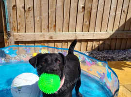 Patterdale terrier for rehome