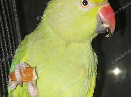Indian ringneck with cage