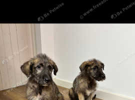 IKC wolfhound puppies