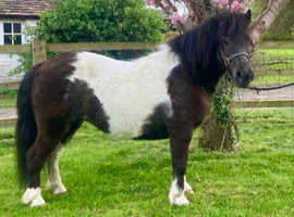 Stunning registered Shetland mare