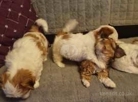 Shih tzu mix for sale sales near me