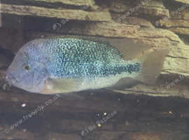Vieja blue