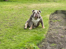 Reggie!! British Bulldog