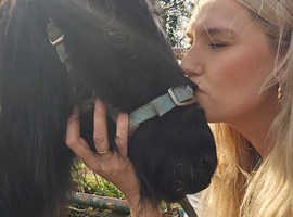 Dude a diddy mini shetland