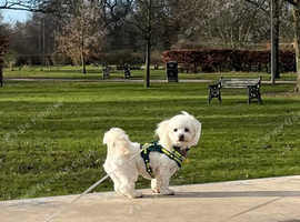 Beautiful and affectionate Maltese in search of a playmate!