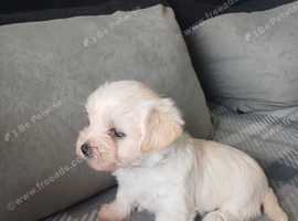 Morkie Puppy