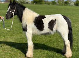 12.1 cob mare