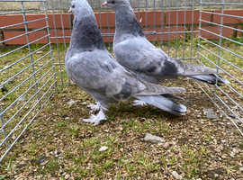 Pedigree Turkish takla pigeons