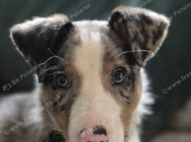 Welsh collie