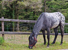 3 Year Old Colt | in Llanelli, Carmarthenshire | Freeads