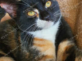 A Tuxedo Tabby and Tortoiseshell