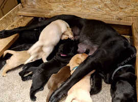 *Ready to view*Beautiful litter of labrador pups