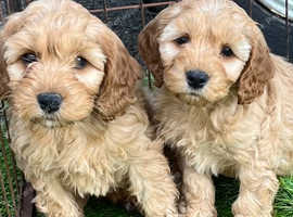 Stunning red cockapoo puppies