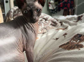Female sphynx looking for new home