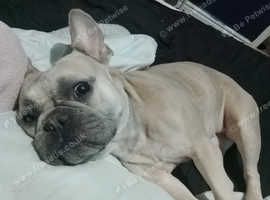 French bull dog