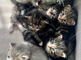 Six Fluffy Kittens
