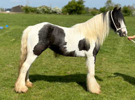12.2 cob mare