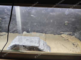 Bearded dragon female