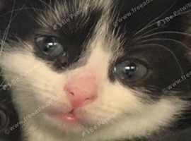 Stunning kittens