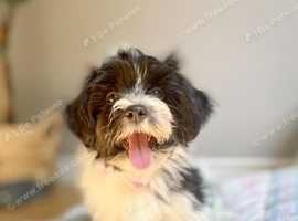 Havanese puppies ready for home!