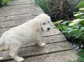 Beautiful golden retriever puppy