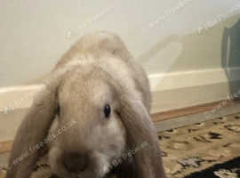 Bunny lops for sale