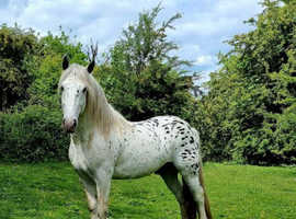 Filly's and colts