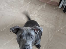 Blue Staffordshire bull terrier