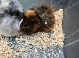 Guinea Pigs in Manchester M40 on Freeads Classifieds - Guinea Pigs ...