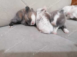 Baby rabbit