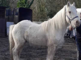 Palomino colt