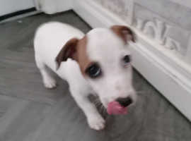 Full breed Jack Russell pups