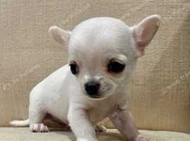 Gorgeous 12 weeks old long & sort haired chihuahua pups for sale.