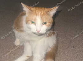 I have one cat giving out