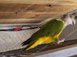 Senegal