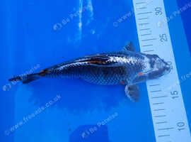 Kujaku in Ipswich 24cm
