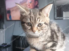 Persian x kitten's for sale.  1 male kittens left now