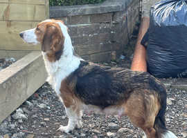 Basset hound cross