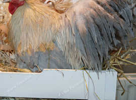 Pekin bantam stock cockerels for sale