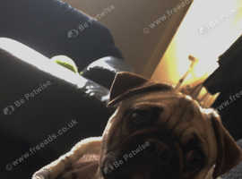 Mylo the frug