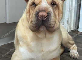 Shar pei